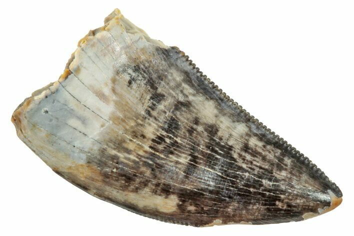 Serrated Raptor (Acheroraptor) Tooth - Montana #245926